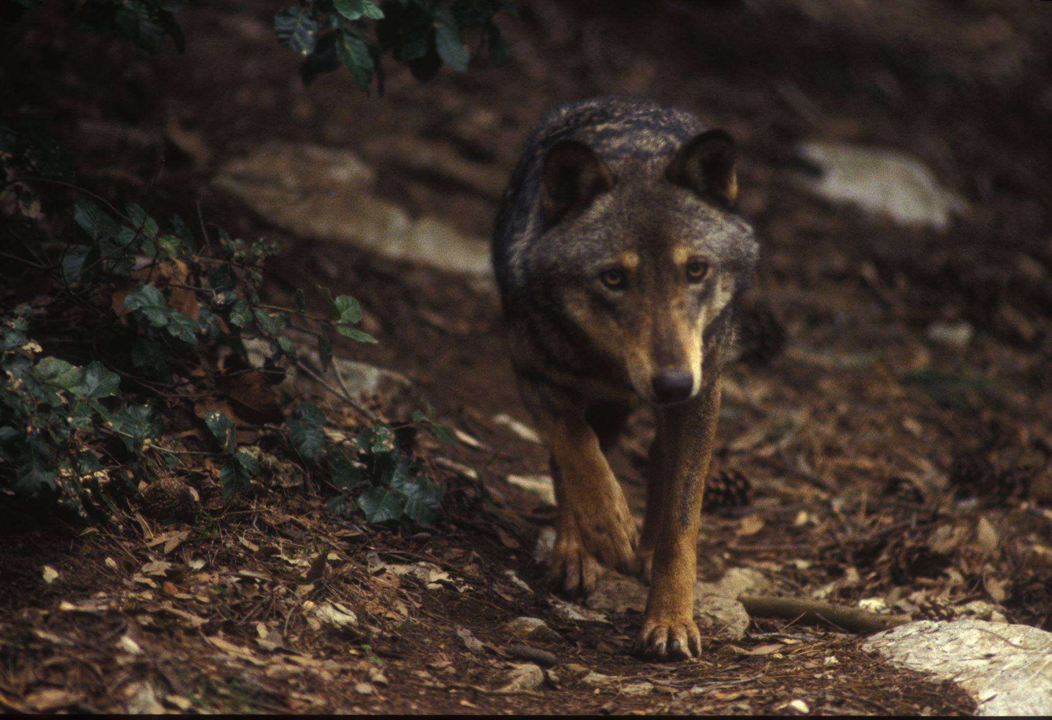 Progetto Wolfnet 2.0 Parco dei Sibillini: lupi monitorati via satellite
