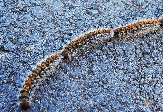 Ordinanza del Comune di Macerata. Pericolo “processionaria” per persone e animali