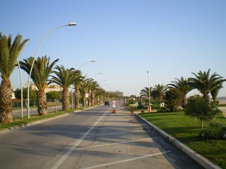 Punteruolo rosso: piano di prevenzione a Civitanova Marche