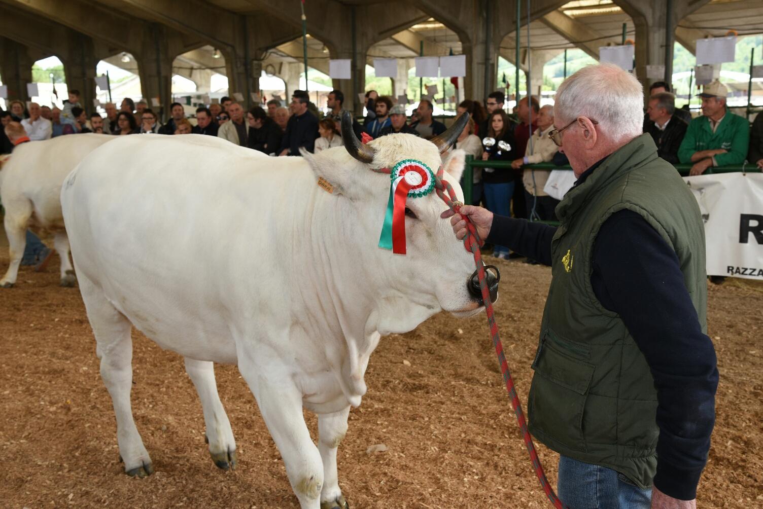 Alla RACI, premiato Cilindro per la razza marchigiana