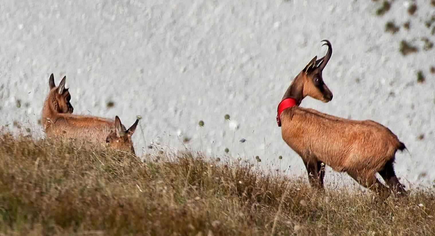 Carovana del camoscio, tappa nel Parco dei Sibillini