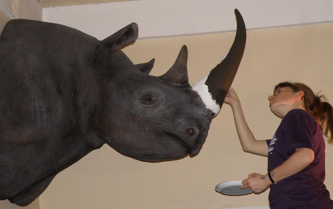Museo storia naturale, ricostruiti i corni di rinoceronte