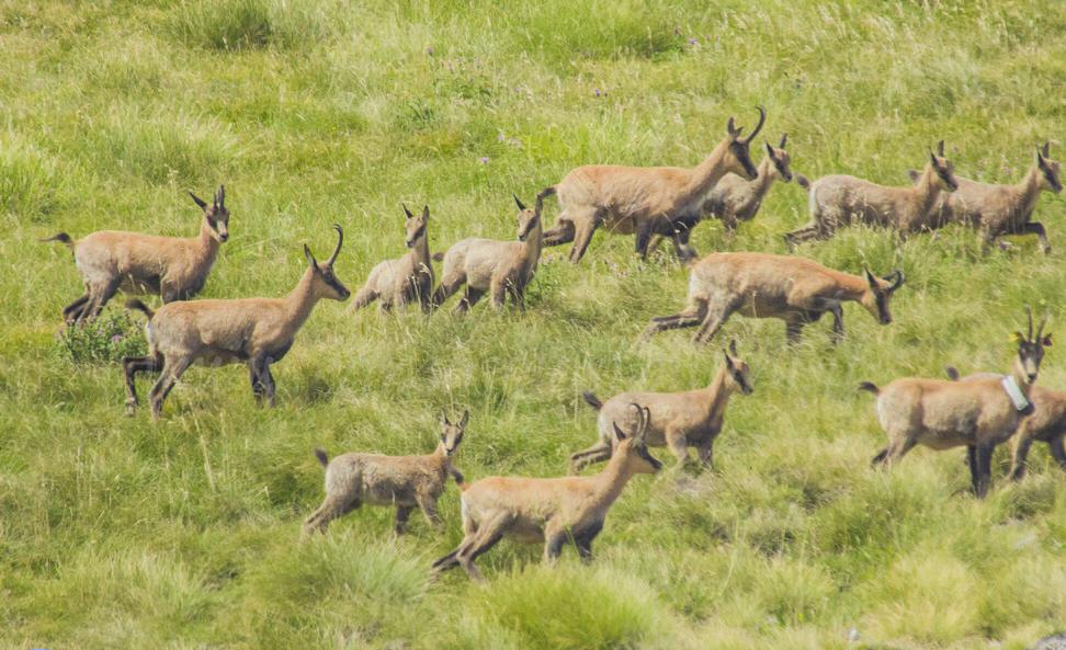 Ussita: escursioni guidate sui Sibillini, osservare i camosci