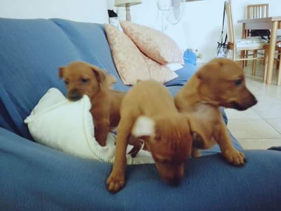 Cagnolini abbandonati a San Severino. Adottateli!