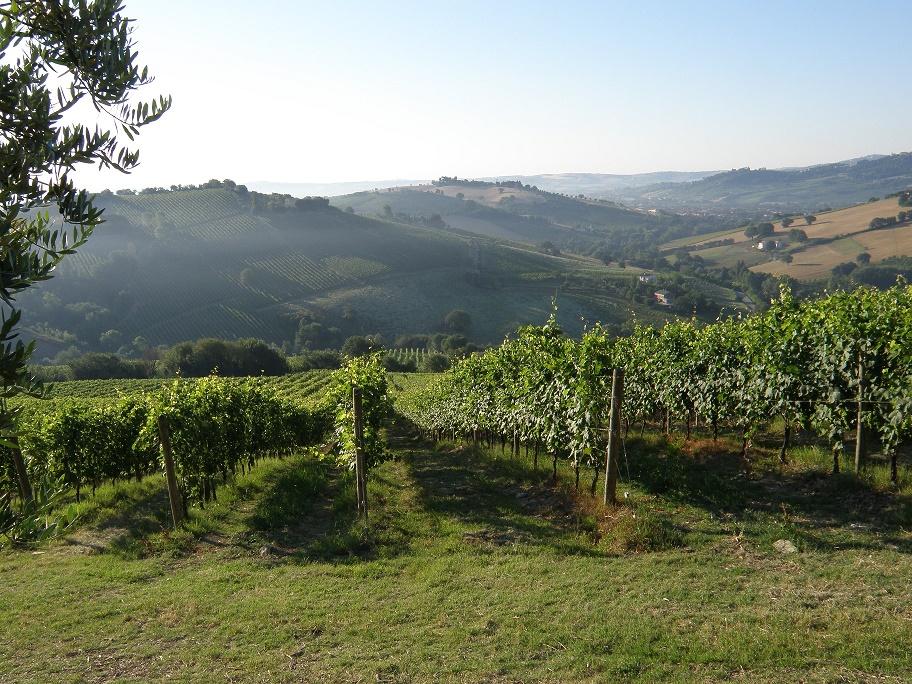 I Tre Bicchieri del Gambero Rosso premiano le Marche, protagonista il Verdicchio