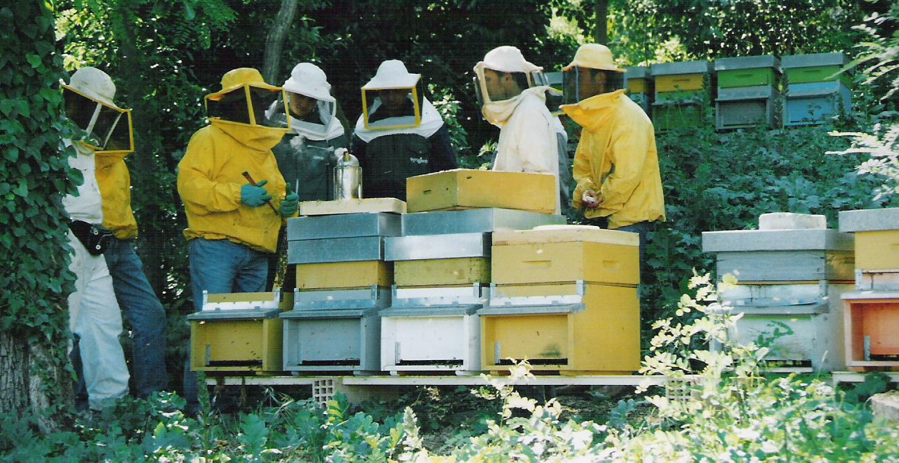 “Weekend dell’apicoltore” a San Severino Marche