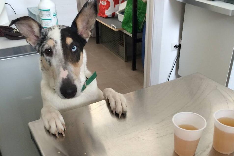 Serata informativa sulla nutrizione del cane e del gatto