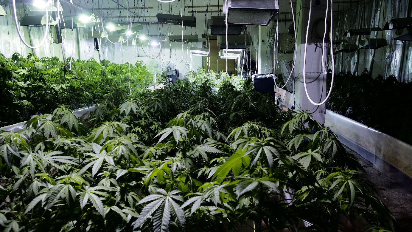 Piantagione di marijuana scoperta dalla Finanza di Macerata