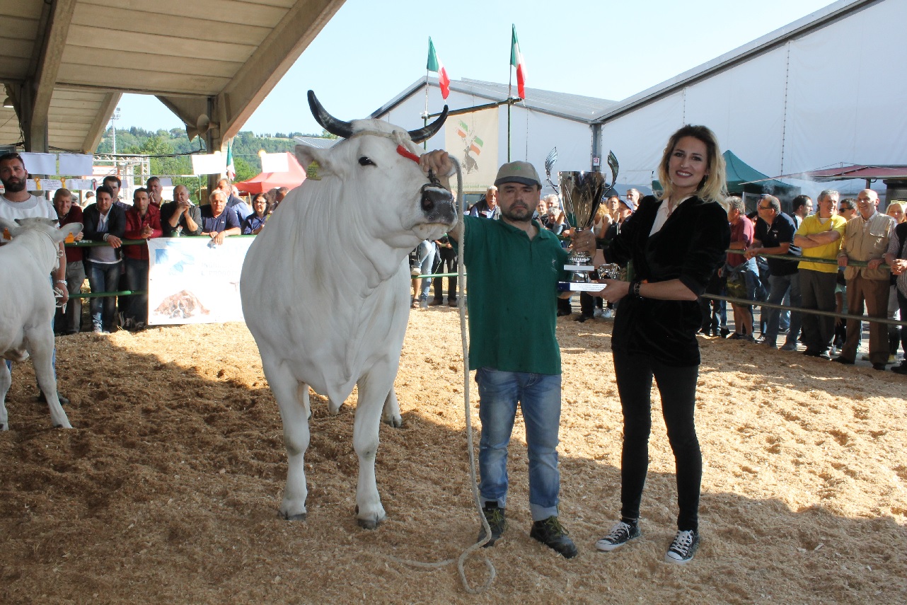 RACI, Bella è la campionessa razza bovina marchigiana