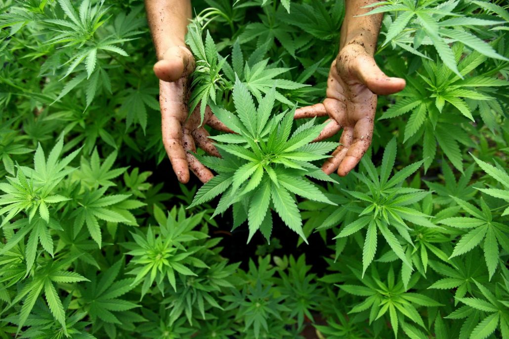 Famiglia coltiva marijuana, tre arresti a Porto Recanati