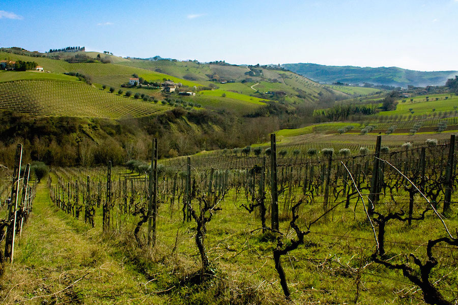 Al Vinitaly progetti per Pecorino e antichi vigneti di Corridonia