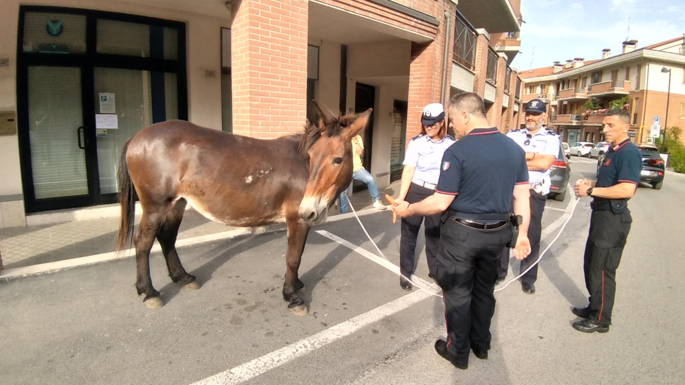 San Severino Marche, mulo a passeggio in via Gorgonero