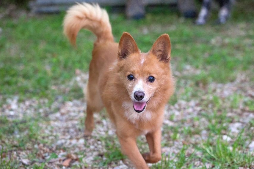 Treia, funziona l’adozione dei cani con il contributo