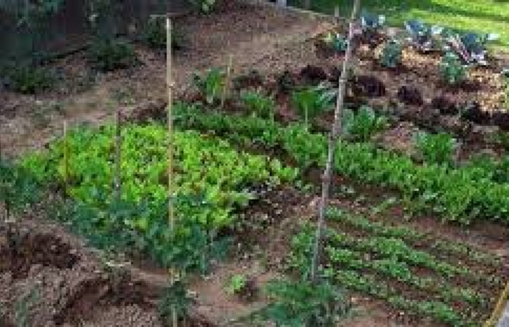 Macerata, riaperti gli orti sociali di Fontezucca e di Santa Croce