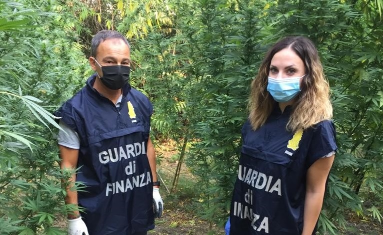 Corridonia, Guardia di Finanza scopre piantagione di marijuana