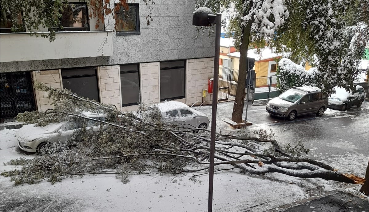 Macerata, ramo cade per la neve in via Dante e blocca il traffico