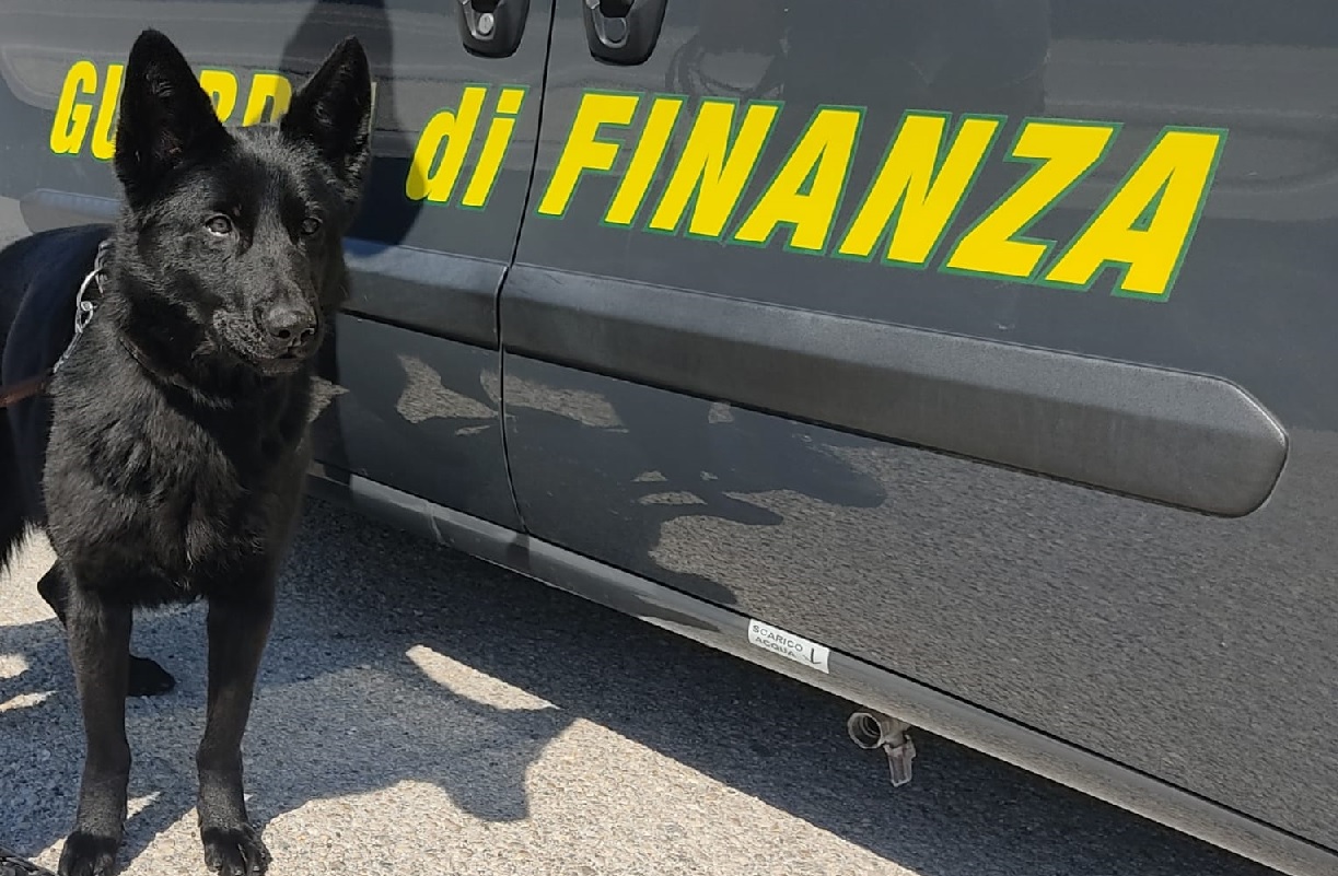 Civitanova Marche, Hanima nuovo cane antidroga della Finanza