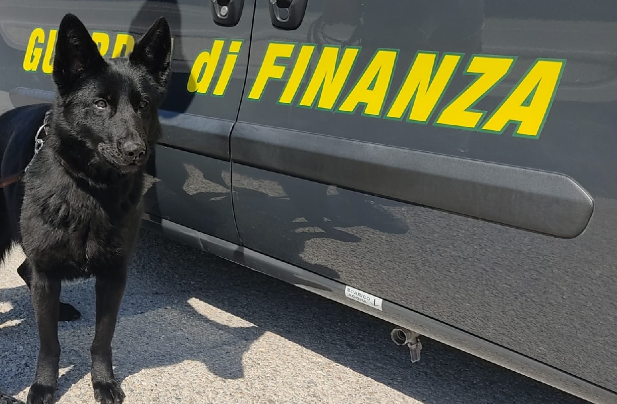 Macerata, cane antidroga segnala due giovani con hashish