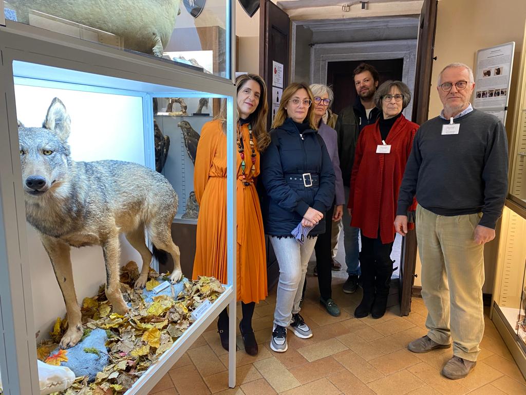 Macerata, al Museo di Storia Naturale un lupo e altre acquisizioni