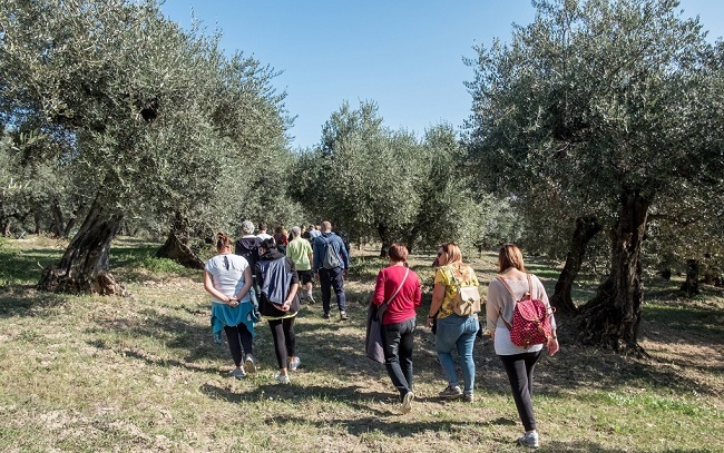 Tolentino, incontro sull’Oleoturismo al Frantoio Giovenali